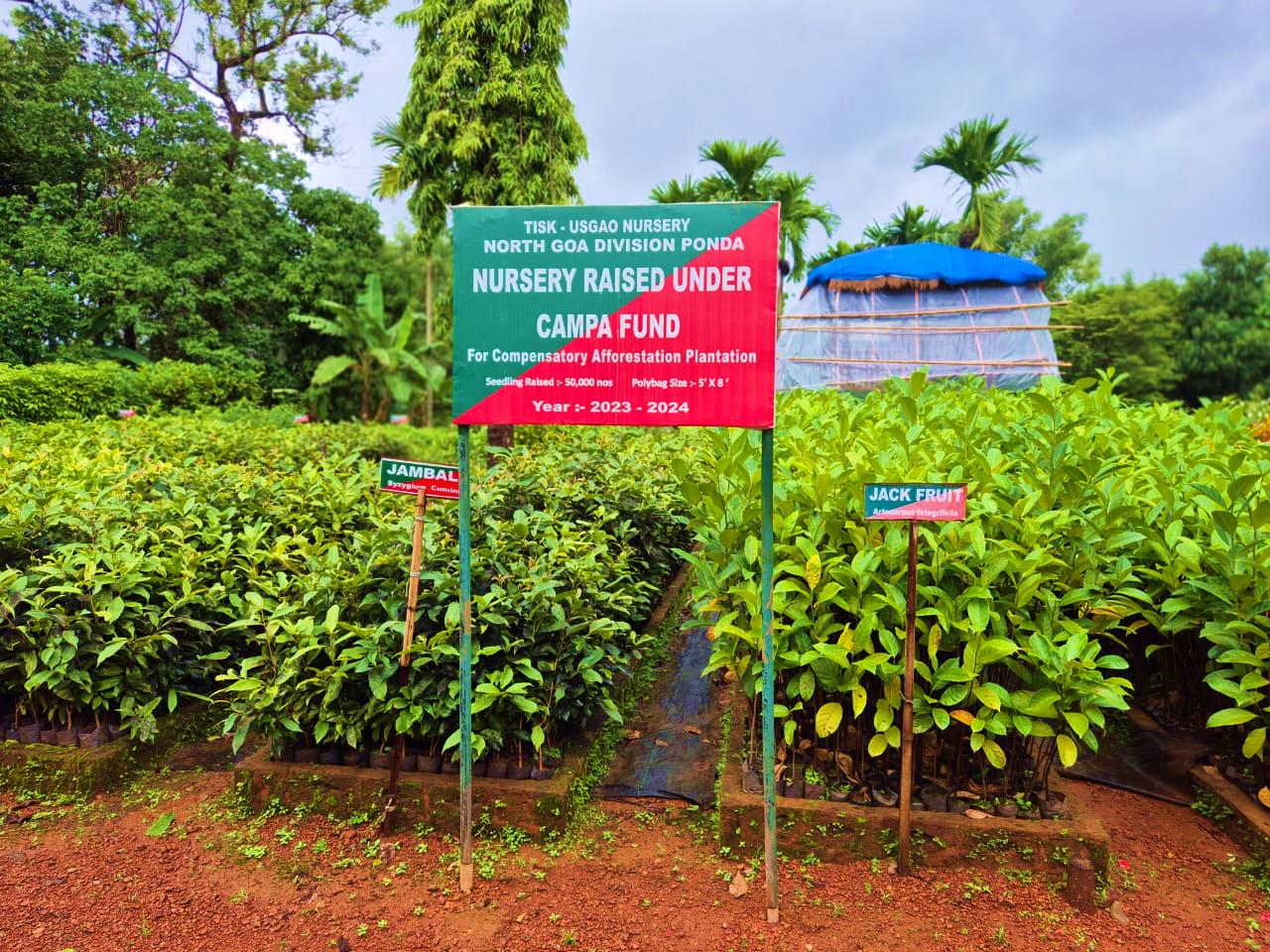 Forest Nursery